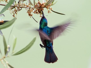  - Palestine Sunbird