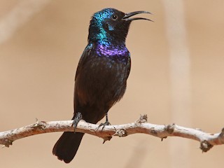  - Palestine Sunbird