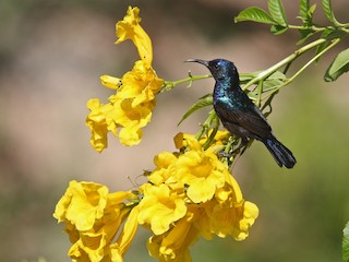  - Palestine Sunbird (Palestine)