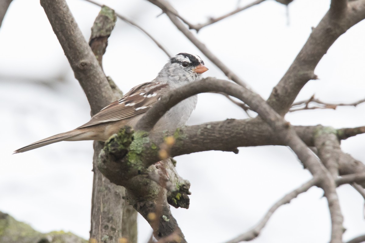 White-crowned Sparrow - ML140331191