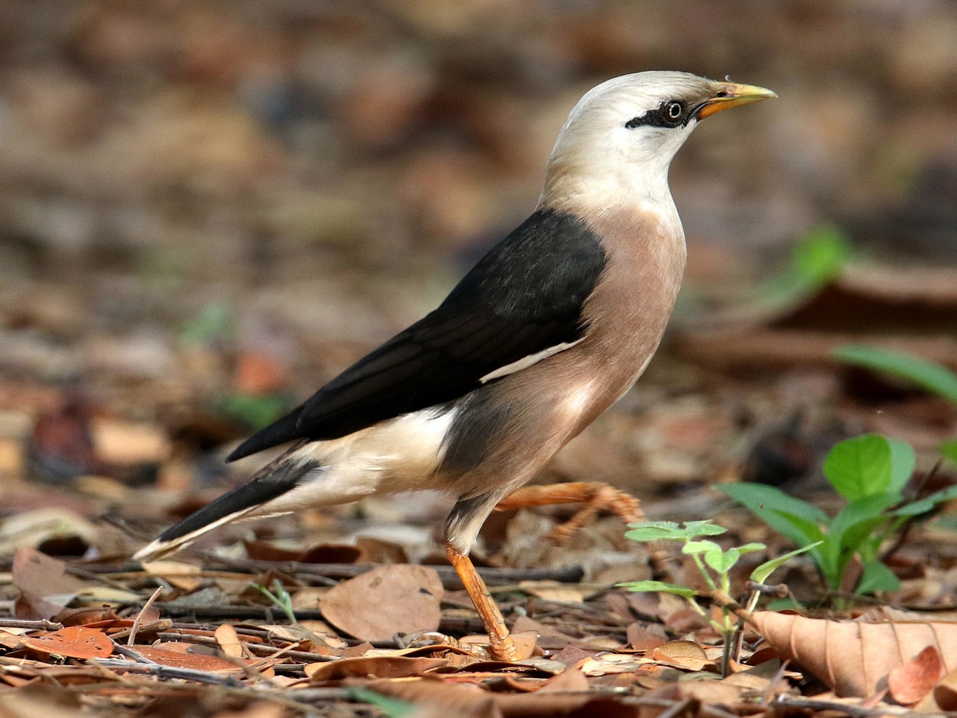 majna birmańska - eBird