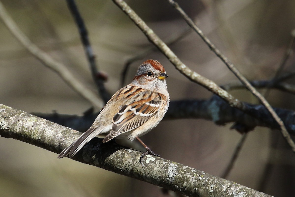 American Tree Sparrow - ML140331831