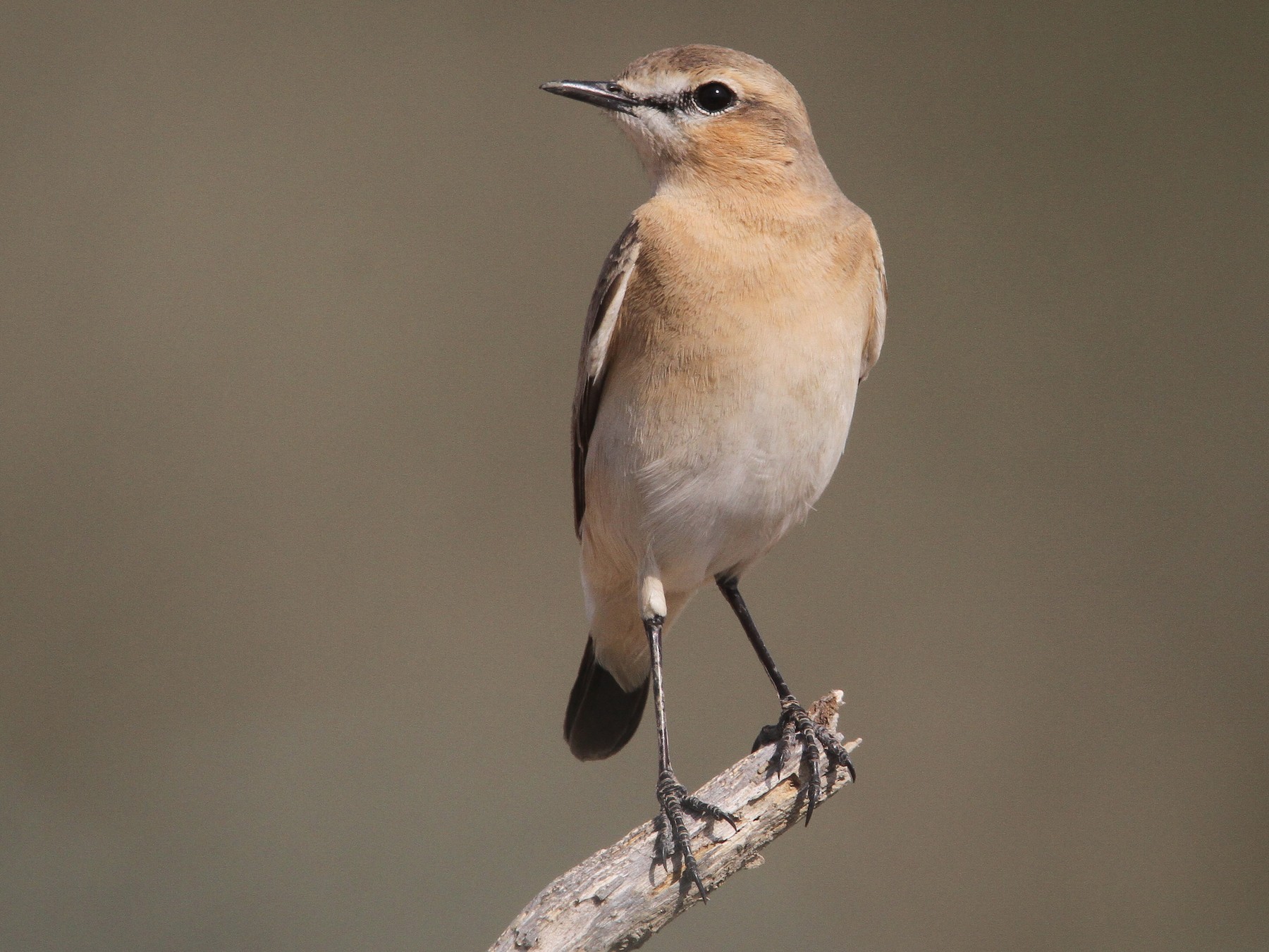 Isabelline Wheatear - Clive Temple