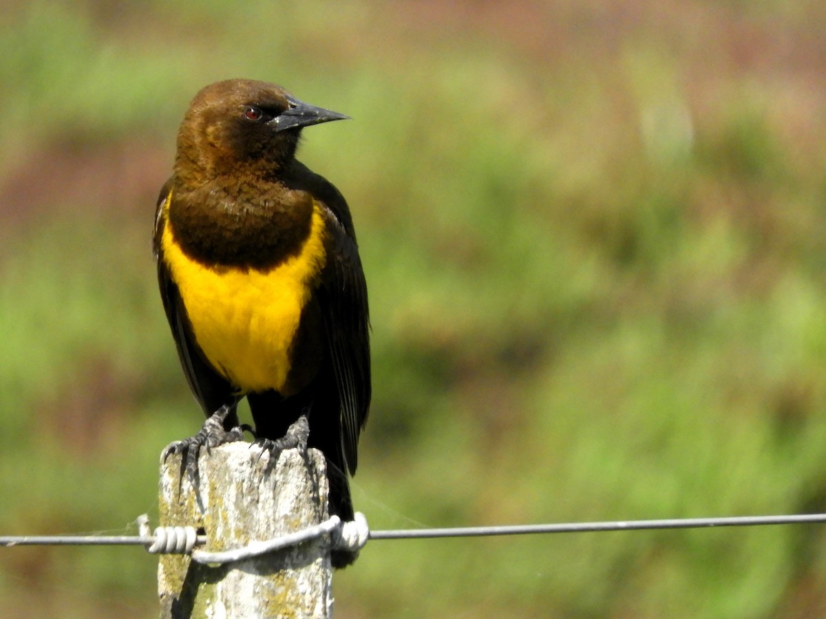 Brown-and-yellow Marshbird - ML140333581