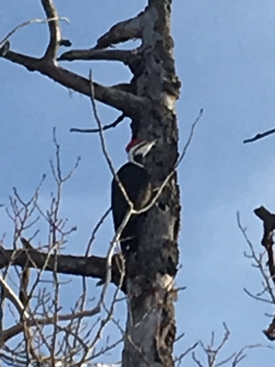 Pileated Woodpecker - ML140334801