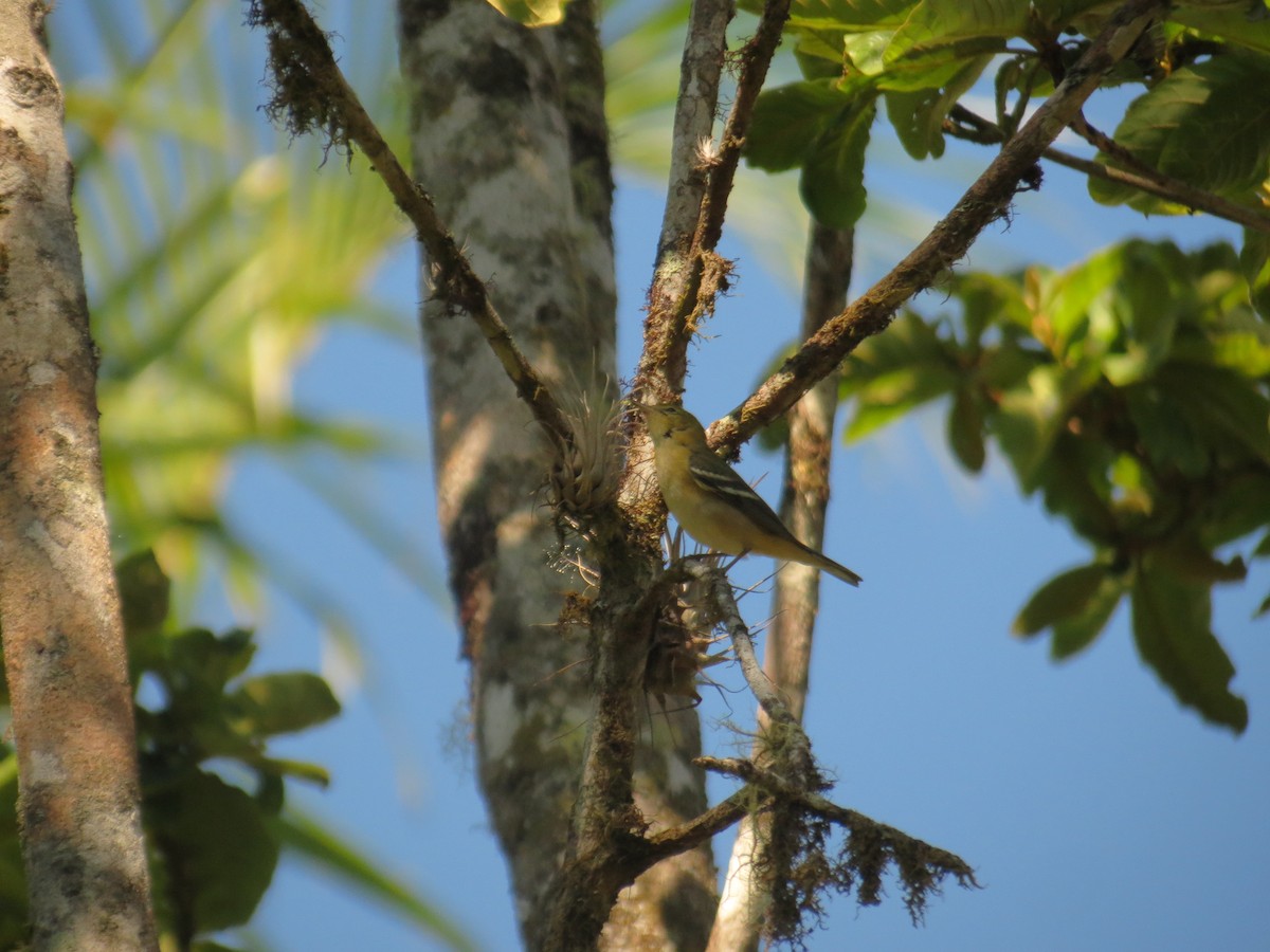 Bay-breasted Warbler - Jeisson Figueroa Sandi
