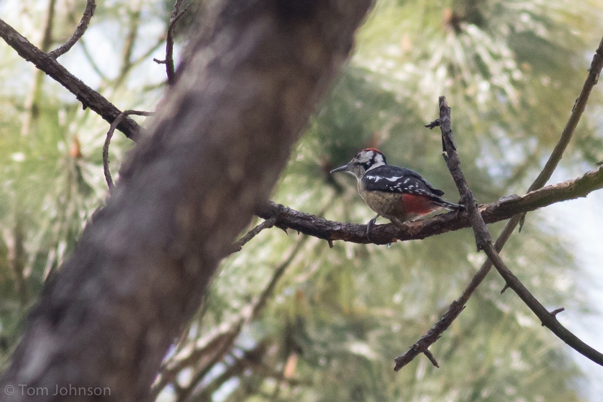 Himalayan Woodpecker - ML140337061