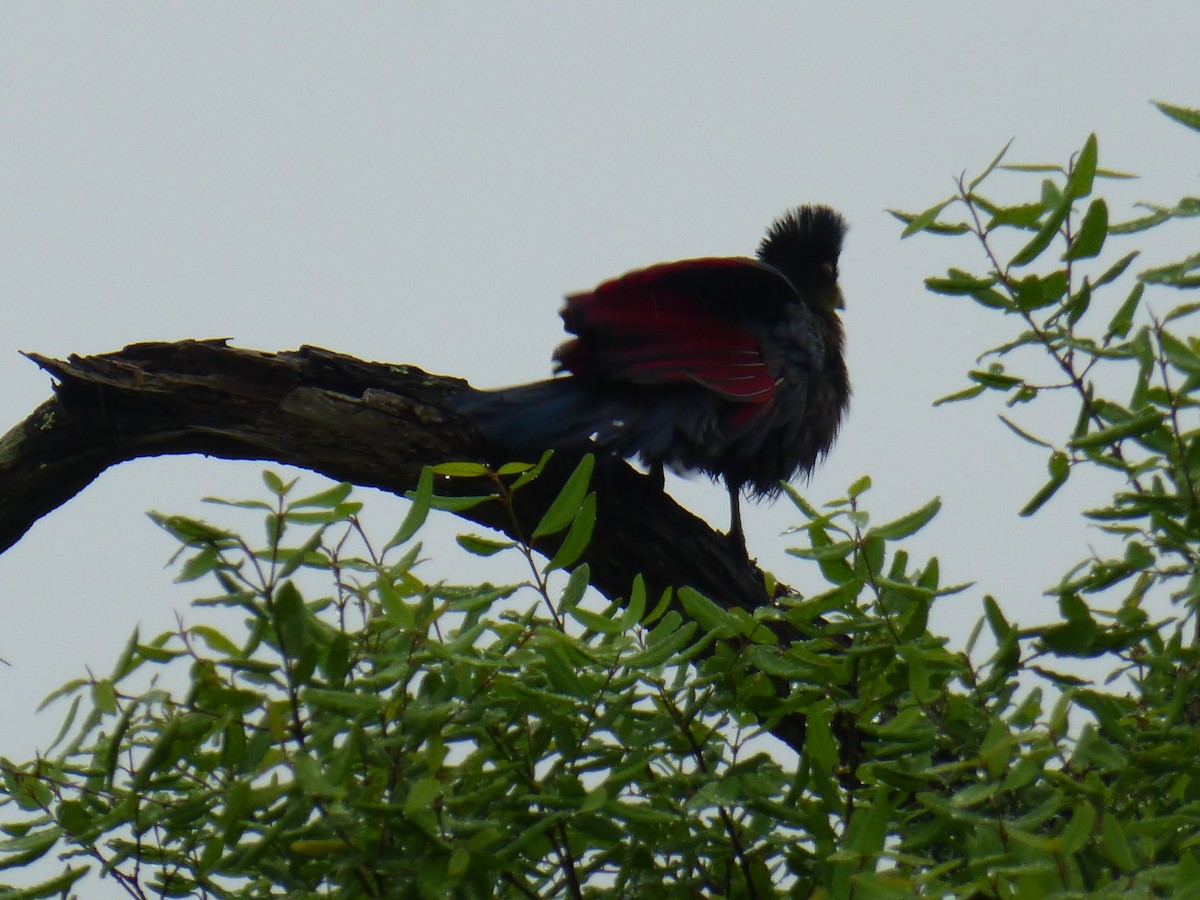 Purple-crested Turaco - Claire Bélanger