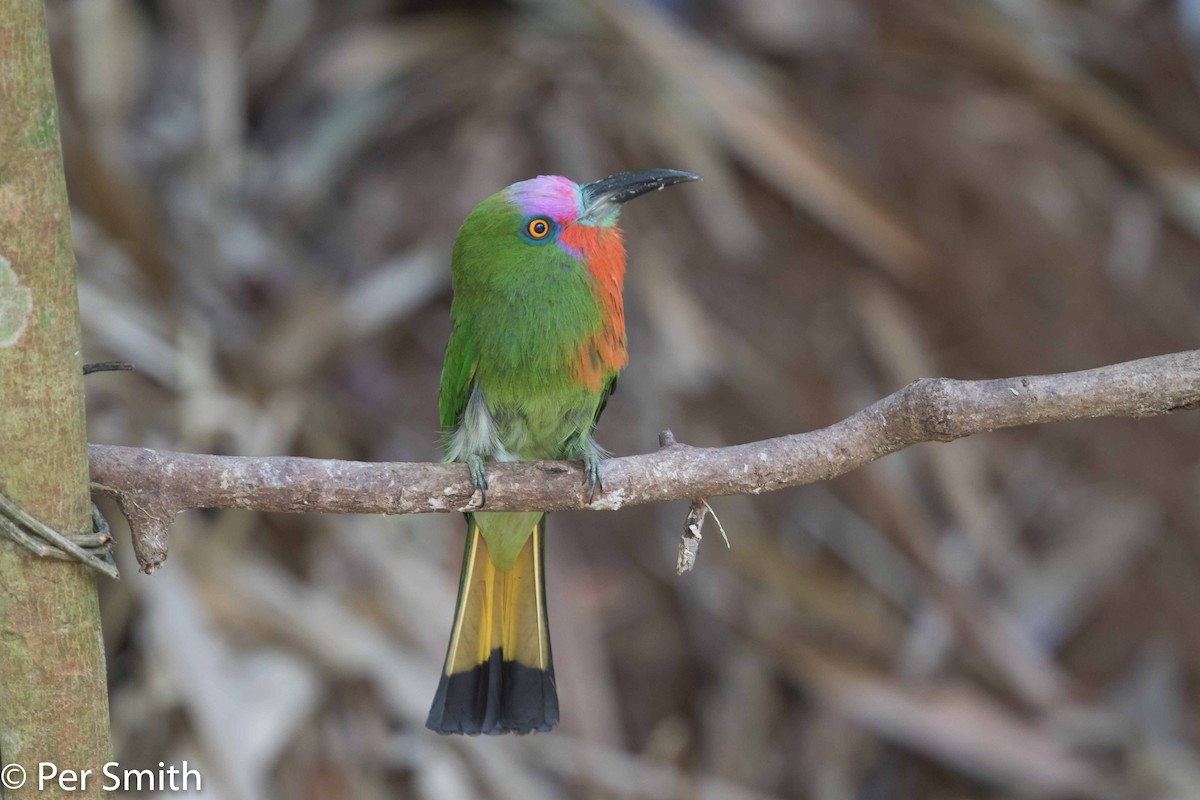 Red-bearded Bee-eater - Per Smith