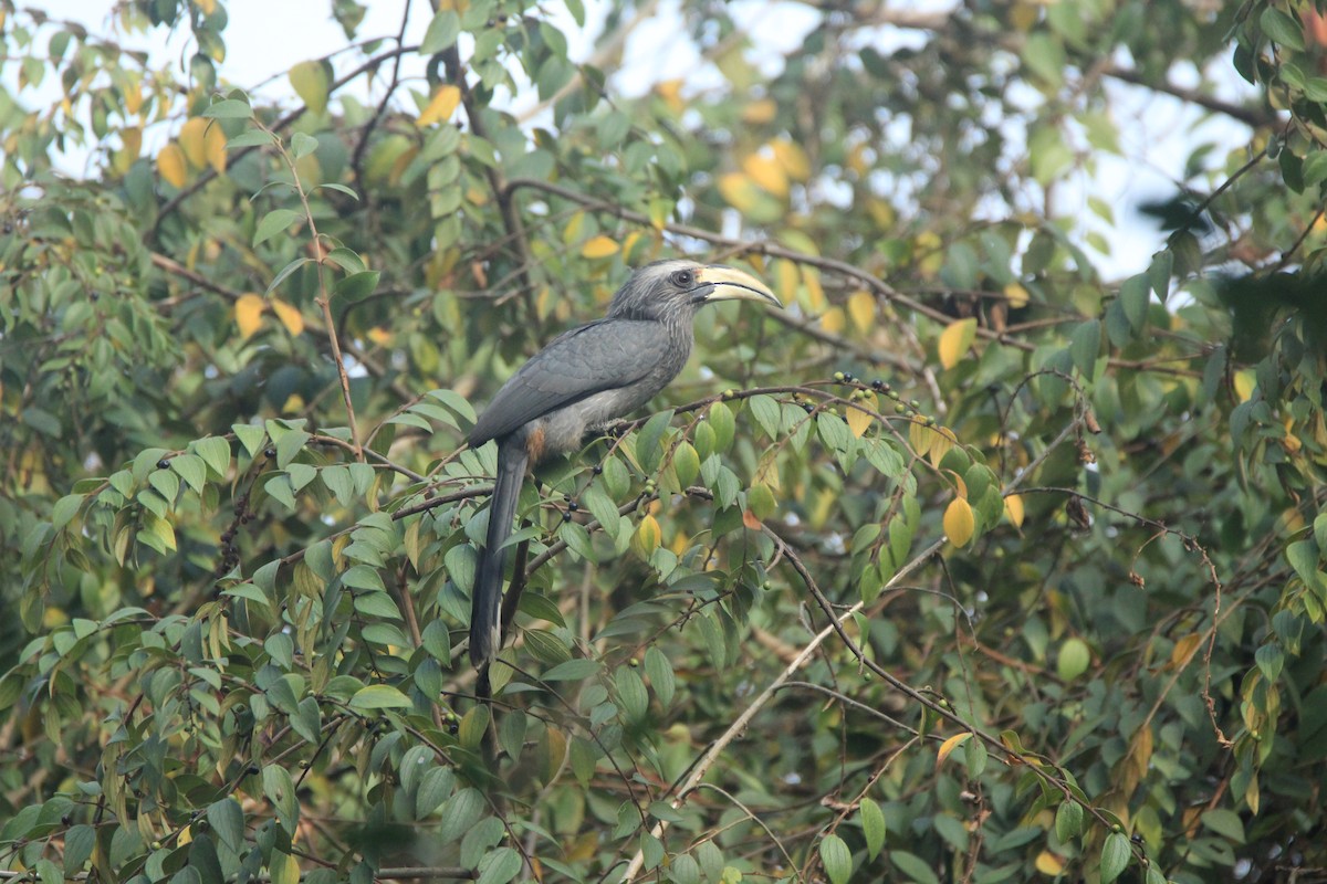 Malabar Gray Hornbill - ML140341101