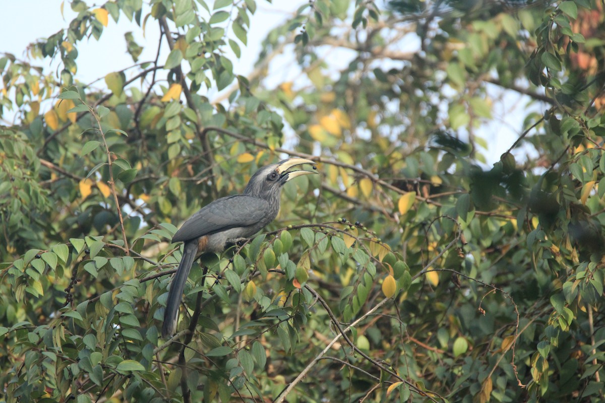 Malabar Gray Hornbill - ML140341111