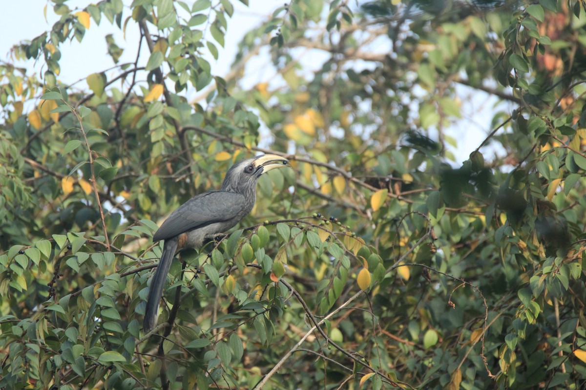 Malabar Gray Hornbill - ML140341121