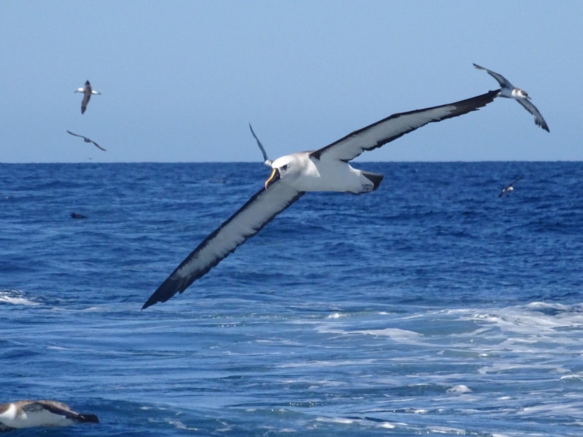 Atlantic Yellow-nosed Albatross - ADRIAN GRILLI