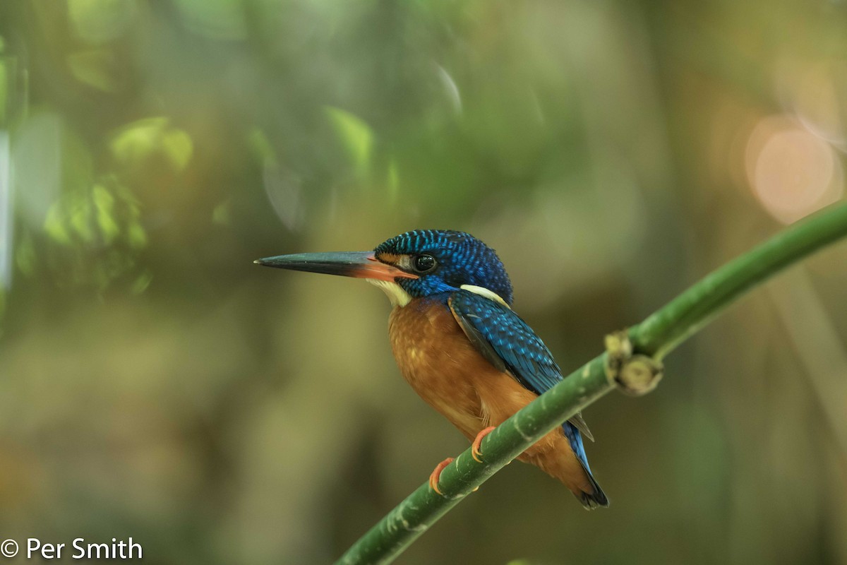 Blue-eared Kingfisher - ML140341451