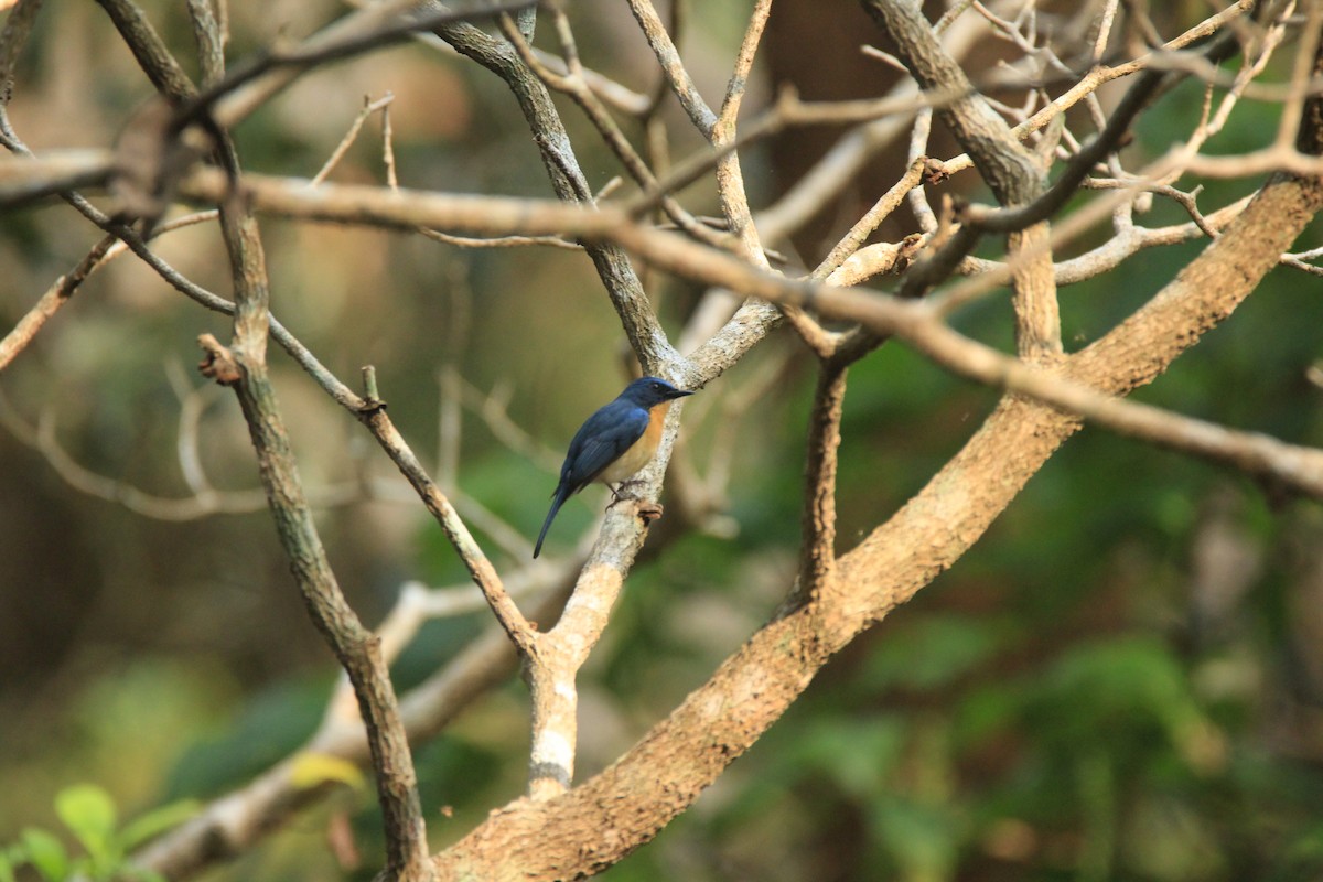 Tickell's Blue Flycatcher - Vivek Sudhakaran