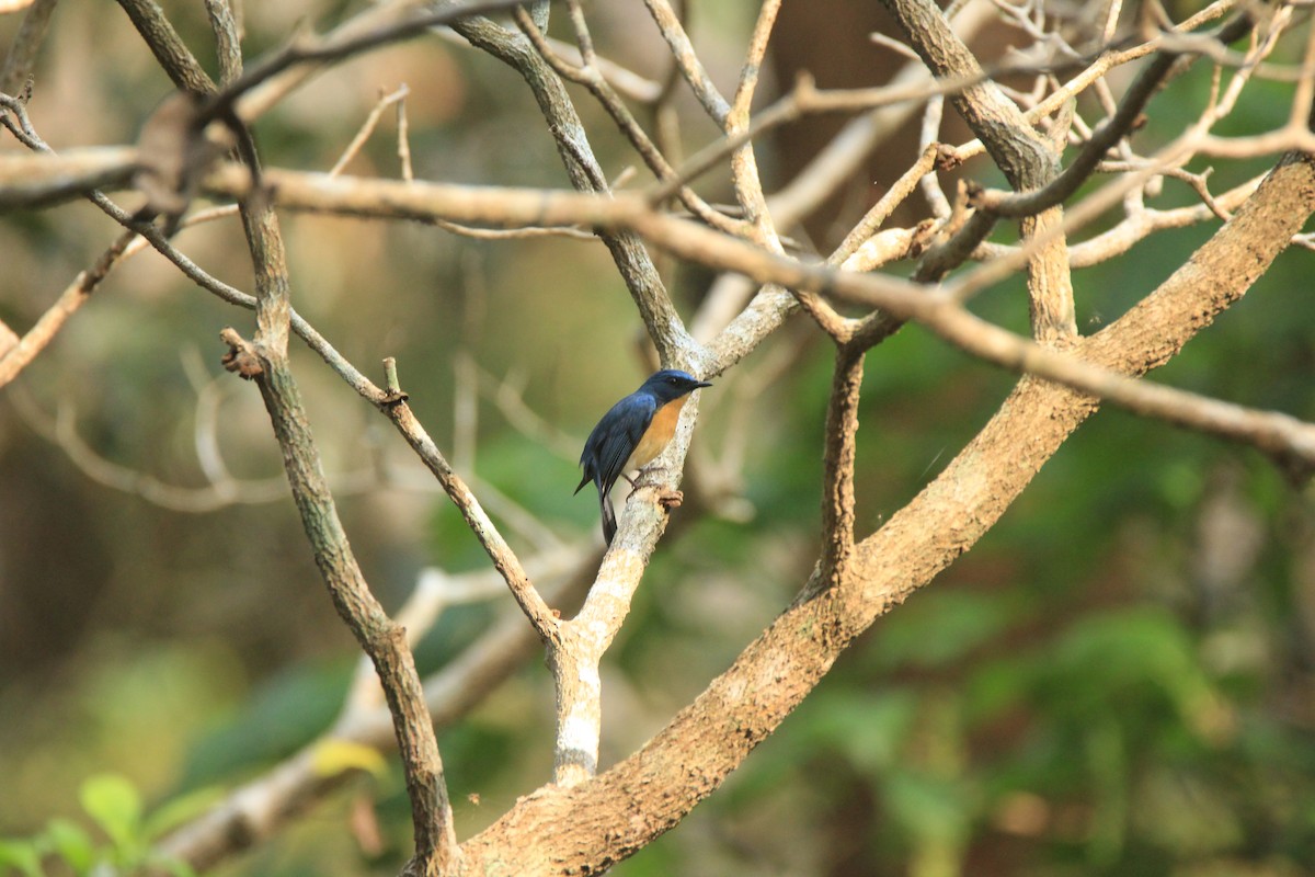 Tickell's Blue Flycatcher - Vivek Sudhakaran