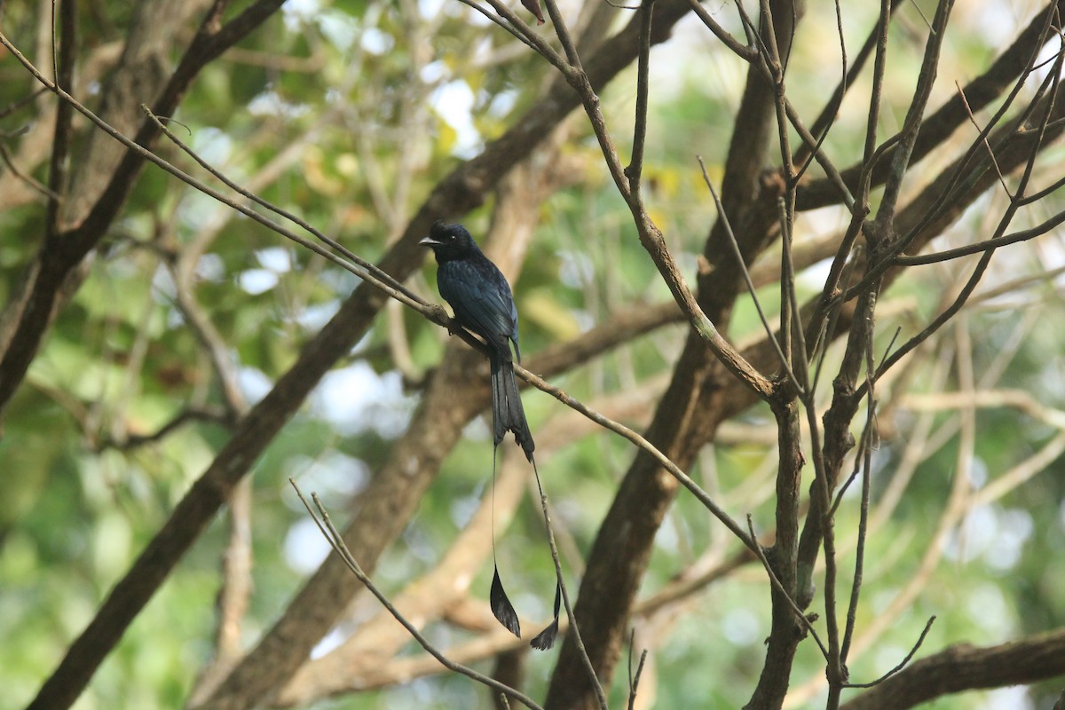 Greater Racket-tailed Drongo - ML140343551