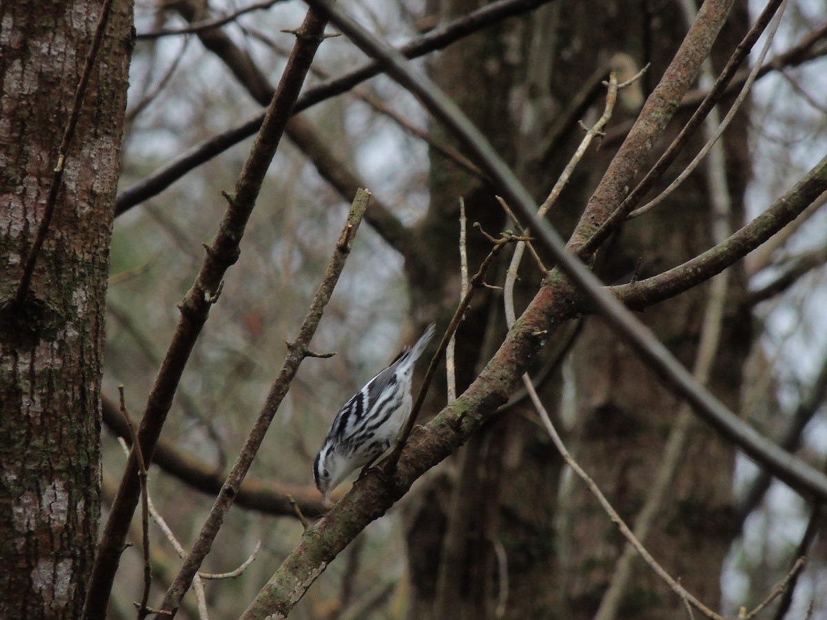Black-and-white Warbler - ML140343691