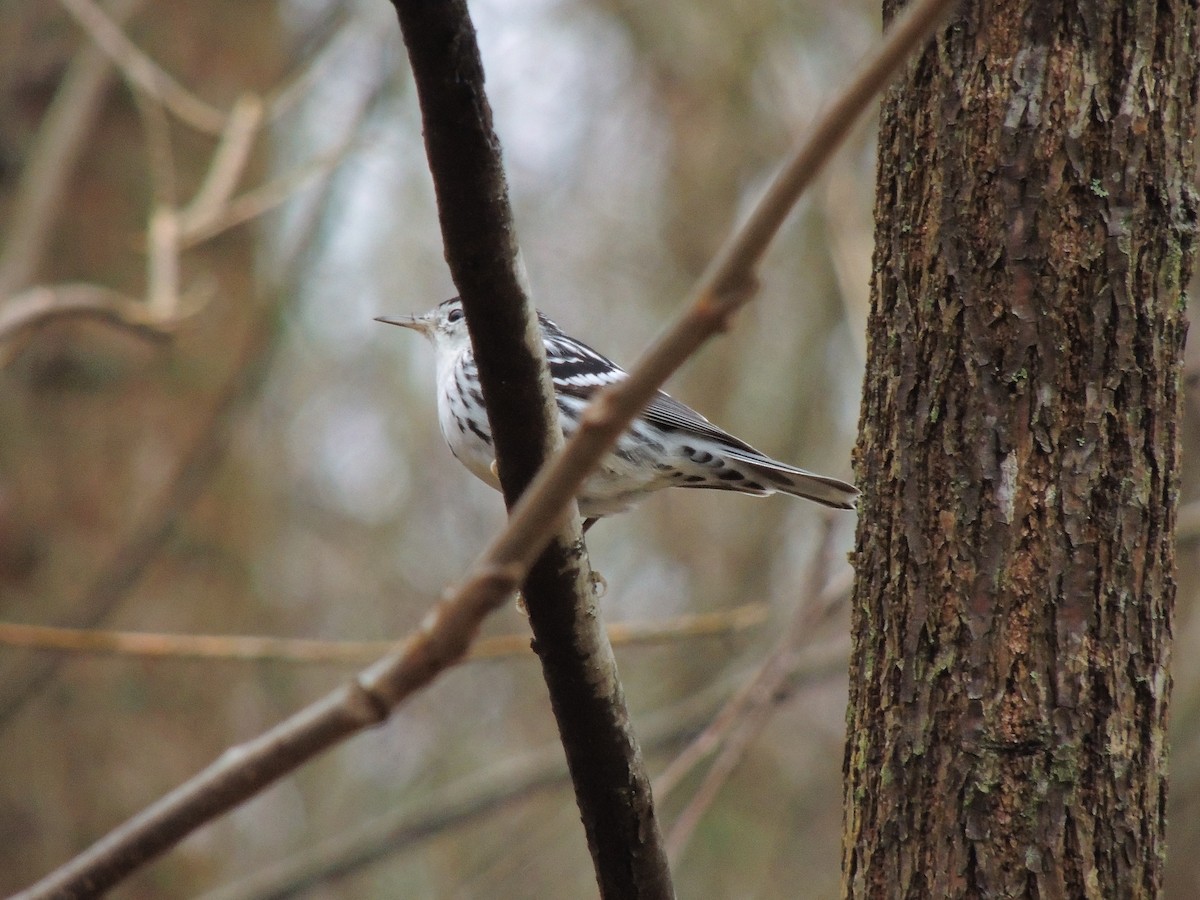 Black-and-white Warbler - ML140343731