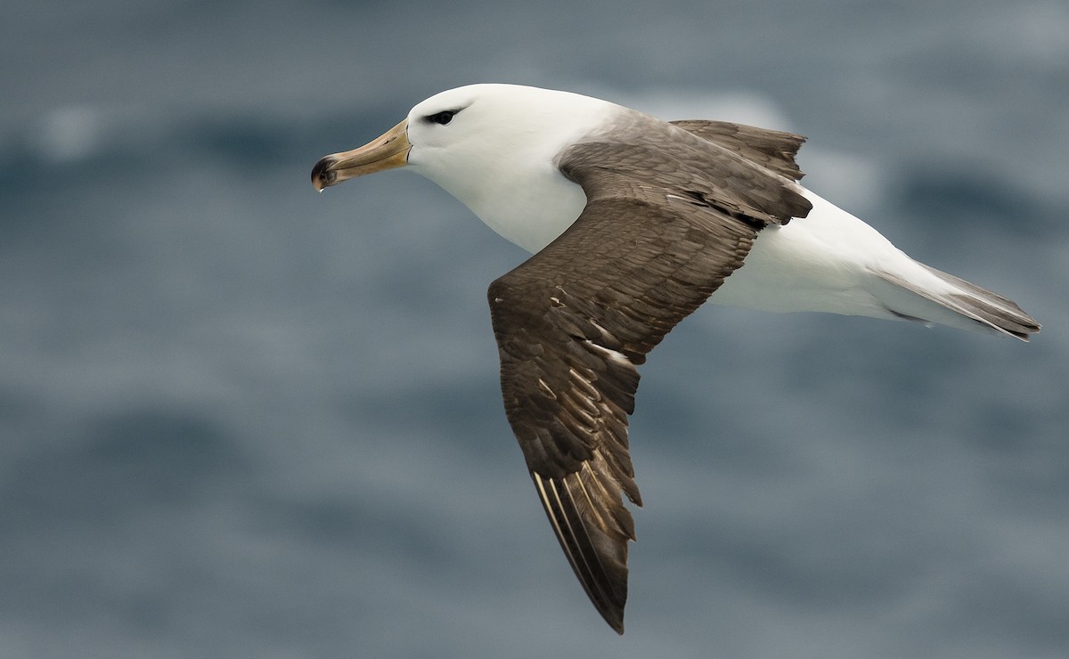 albatros černobrvý - ML140344751