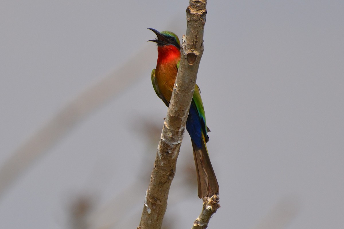 Red-throated Bee-eater - Ronald de Mol