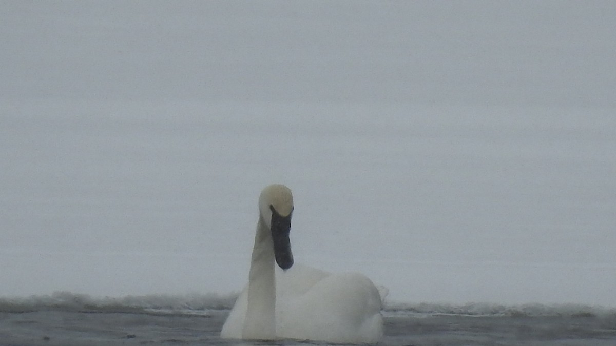 Tundra Swan (Whistling) - Mickey Scilingo