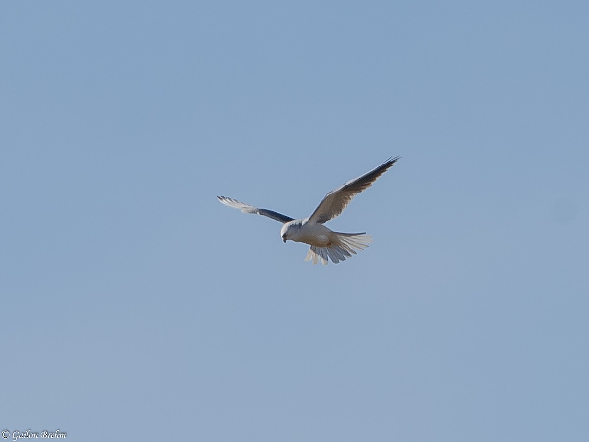 White-tailed Kite - Gailon Brehm
