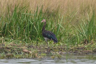 Spur-winged Goose, ML140345221