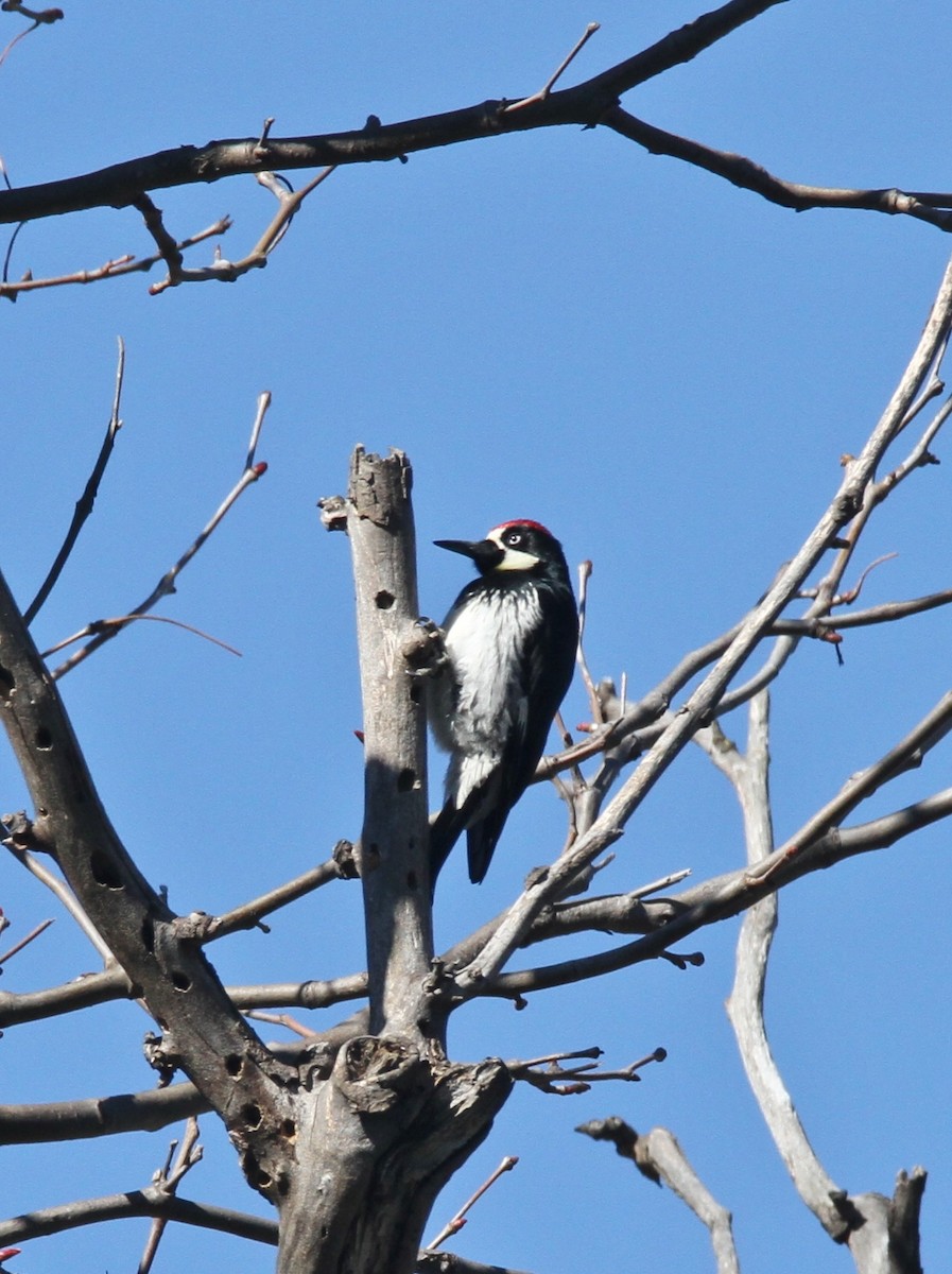 Acorn Woodpecker - ML140345491
