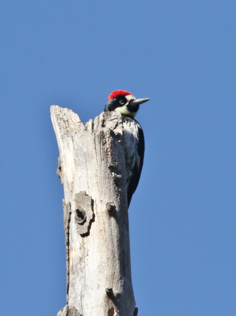 Acorn Woodpecker - ML140345501