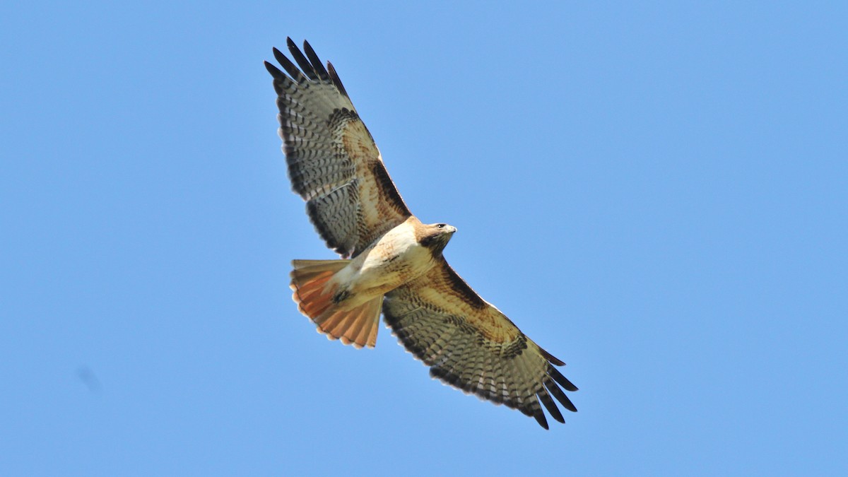 Red-tailed Hawk - ML140345611