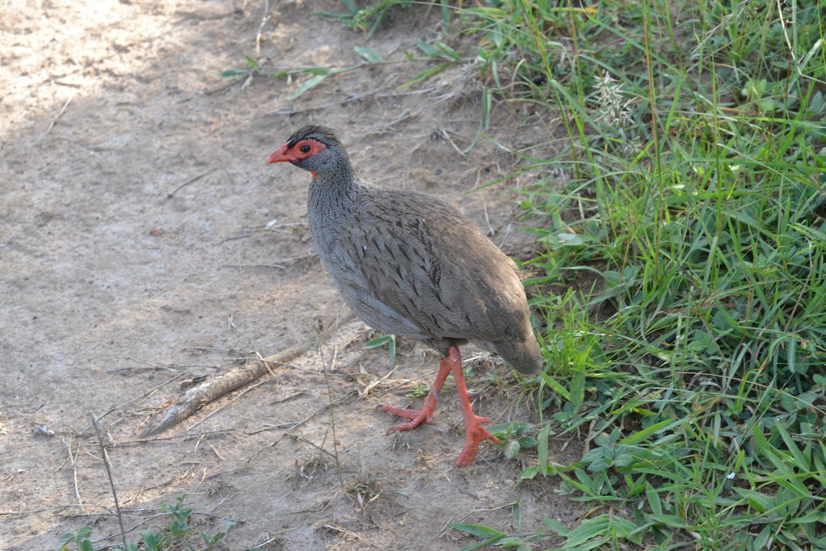 Red-necked Spurfowl - ML140346841