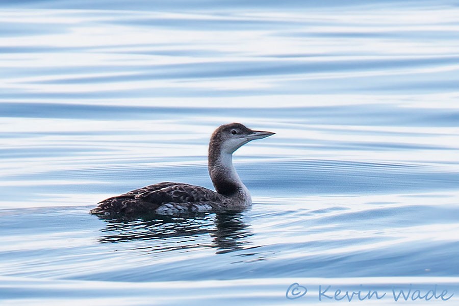 Common Loon - Kevin Wade