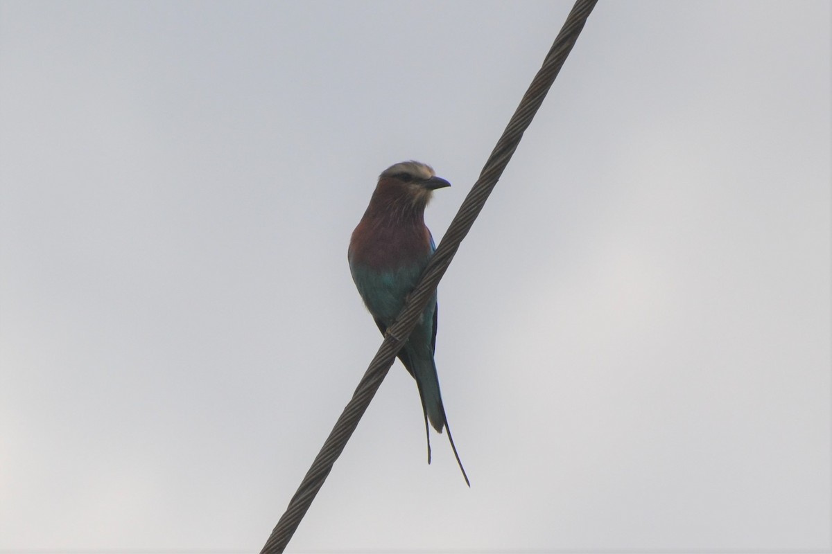 Lilac-breasted Roller - ML140347431