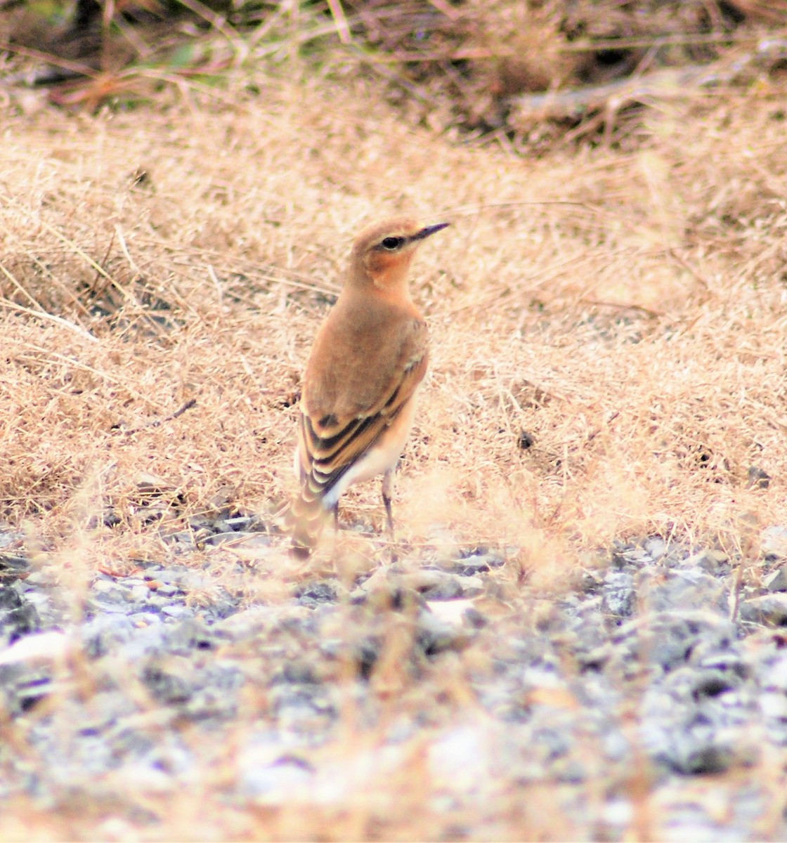 Northern Wheatear - Russell Hoffman