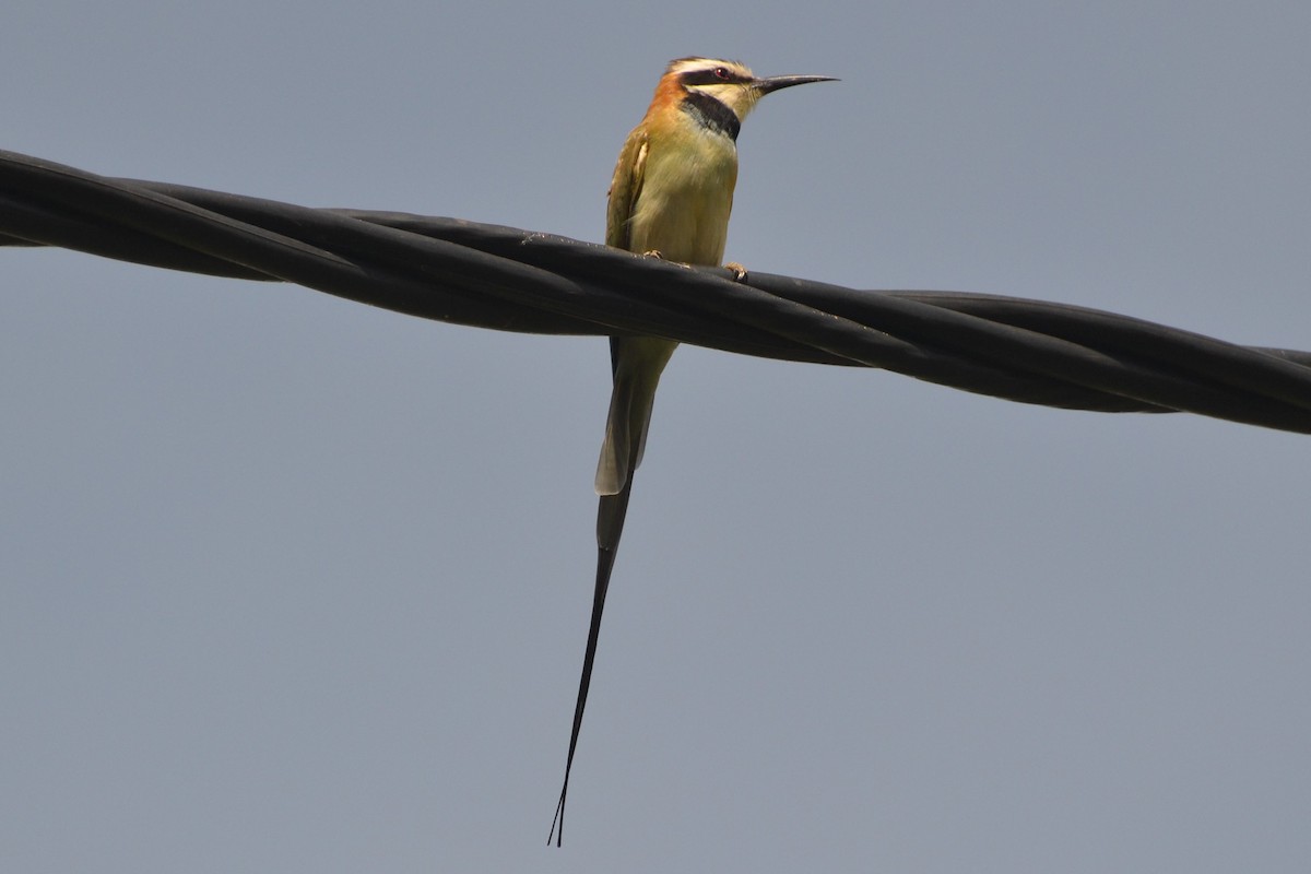 White-throated Bee-eater - ML140347991