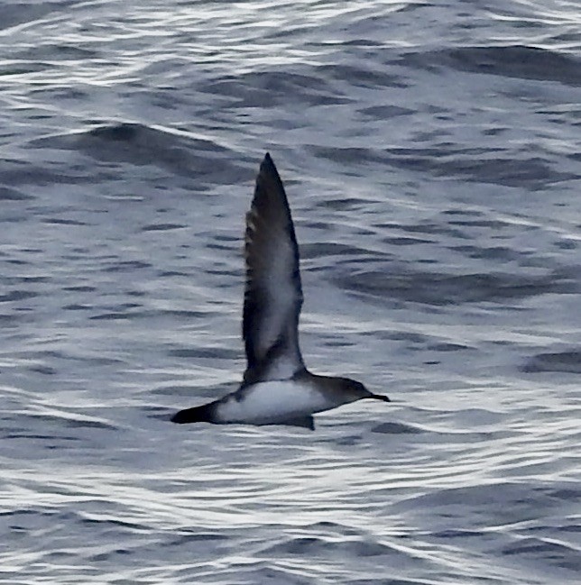 Black-vented Shearwater - Mike Coulson