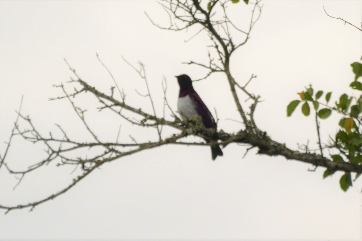 Violet-backed Starling - ML140348361