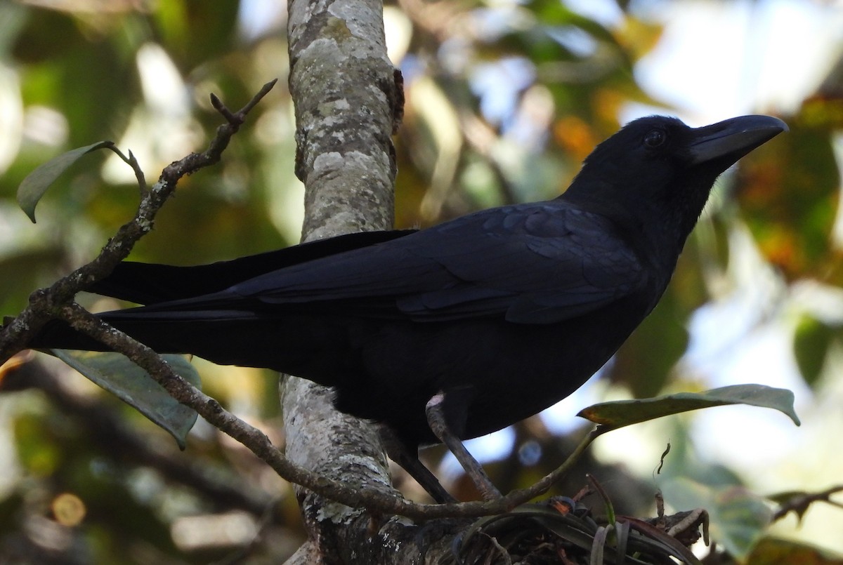 Large-billed Crow - Sunil Thirkannad