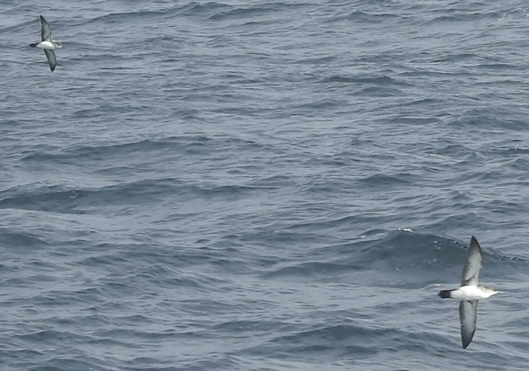 Black-vented Shearwater - Mike Coulson
