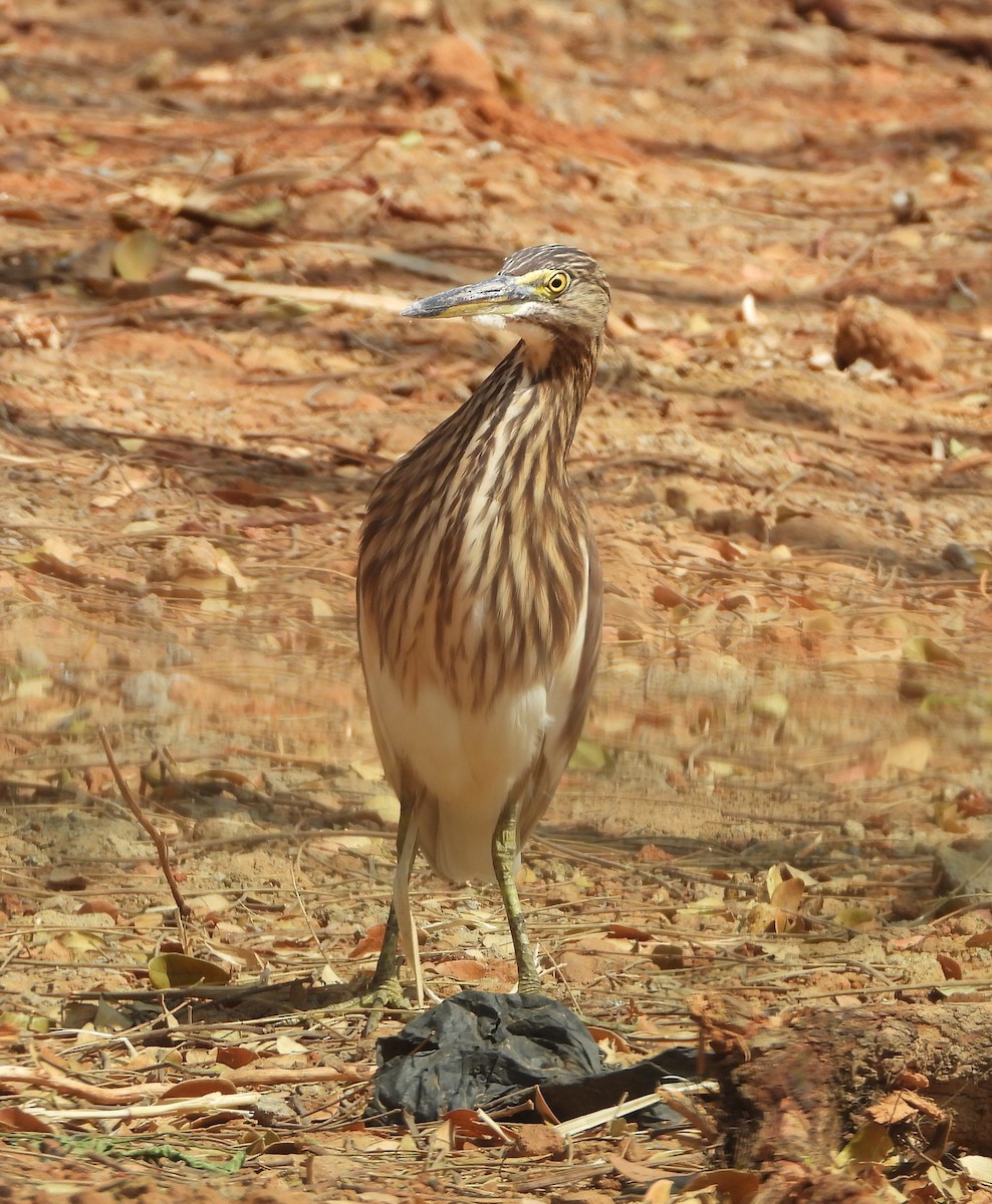Indian Pond-Heron - Sunil Thirkannad