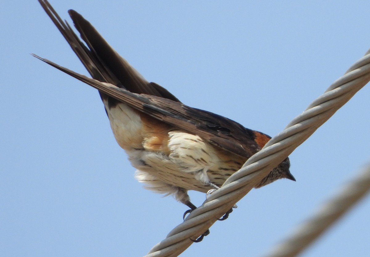 Red-rumped Swallow - Sunil Thirkannad