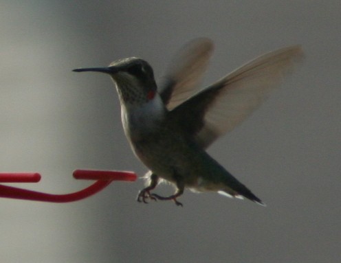 Ruby-throated Hummingbird - ML140350031