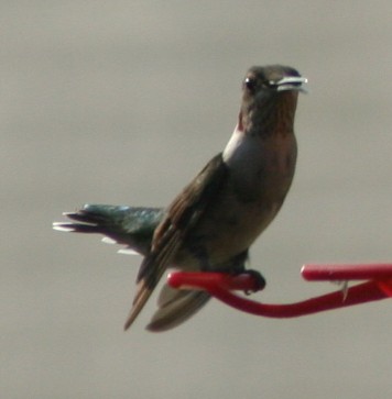 Ruby-throated Hummingbird - ML140350181