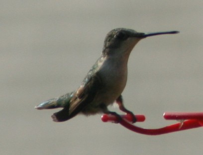 Ruby-throated Hummingbird - ML140350291