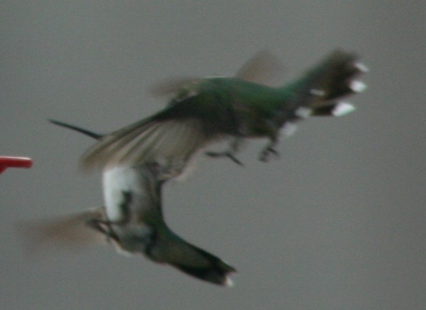 Yakut Boğazlı Kolibri - ML140350571