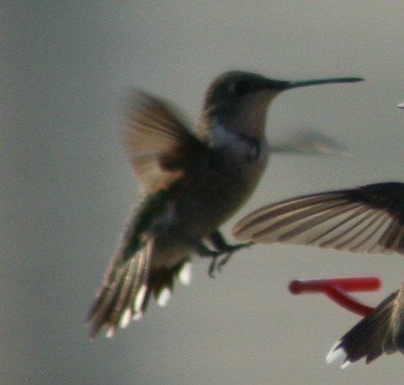 Ruby-throated Hummingbird - ML140350621
