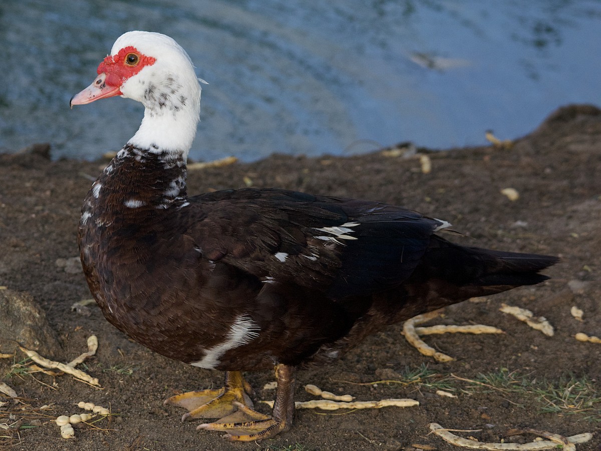 Muscovy Duck (Domestic type) - ML140350631
