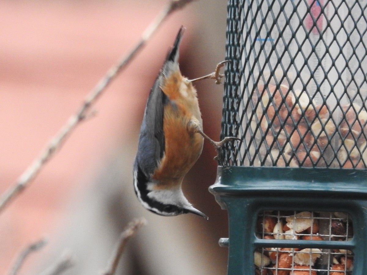 Red-breasted Nuthatch - ML140350711