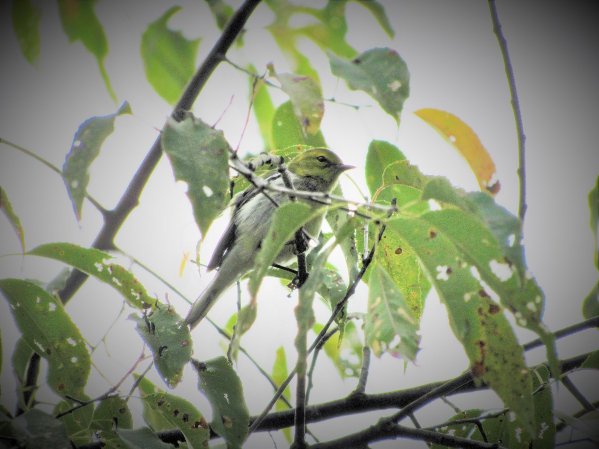 Black-throated Green Warbler - ML140350721
